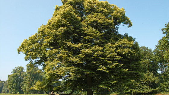 Bomen